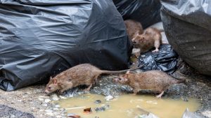 Rodent Control, Mice Control, Rat Control in Commercial and Residential Areas, Harrow, Watford, North West London.