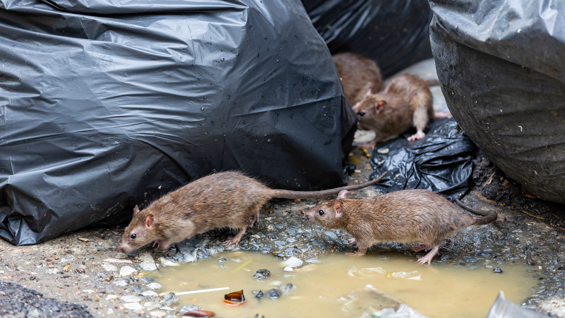 Rodent Control, Mice Control, Rat Control in Commercial and Residential Areas, Harrow, Watford, North West London.