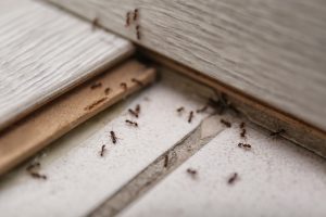Ants Infestation Treatment & Prevention - North London