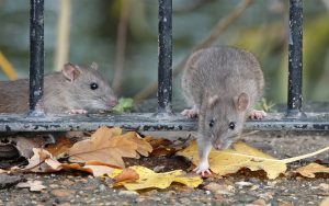 Rodent Control in Queensbury, Stanmore, Harrow & Across North West London.