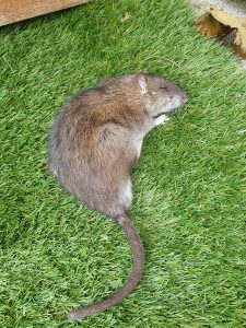 Rodent Control Bait Pest Control North London