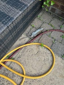 Rodent Control Stanmore Pinner Harrow Bait Pest Control