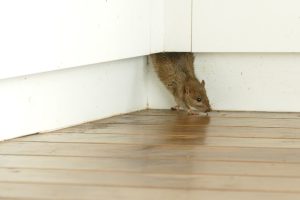 Mice Control with BAIT Pest Control, covering Pinner, Perivale, Watford, Harrow, Stanmore, Edgware, Queensbury and surrounding areas.