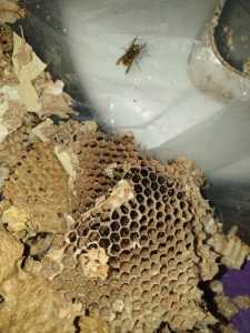 Wasp Control Edgware Stanmore Wembley Bait Pest Control