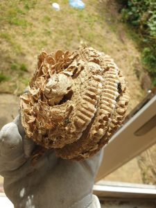 Wasp Control North London Bait Pest Control