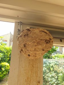 Wasp Control Residential Bait Pest Control London