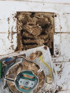 Wasp Nest Removal Queensbury Colindale Bait Pest Control